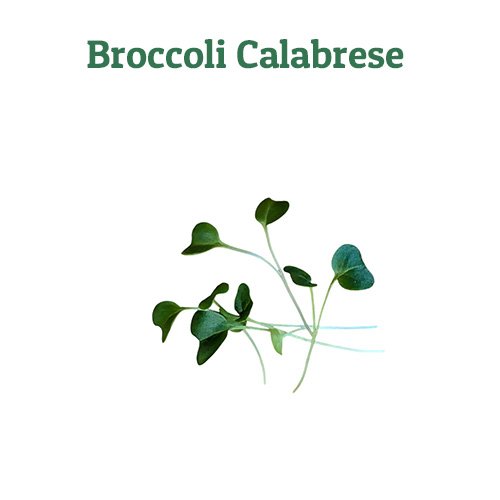 Broccoli Calabrese – off