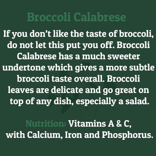 Broccoli Calabrese – on