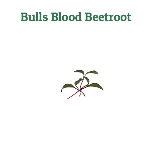 Bulls Blood Beetroot – off