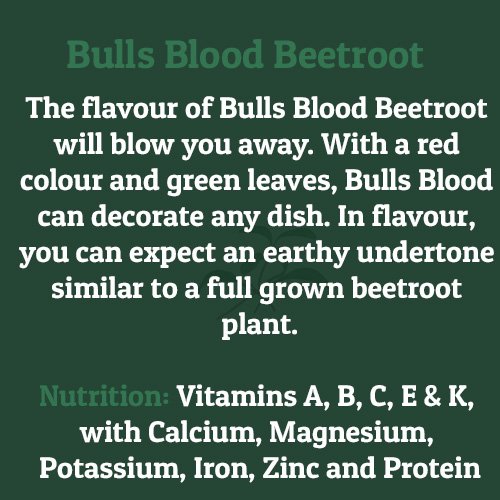 Bulls Blood Beetroot – on