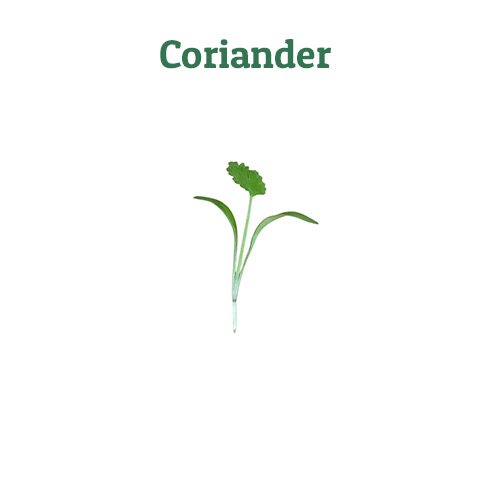 Coriander – off