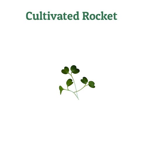 Cultivated Rocket – off