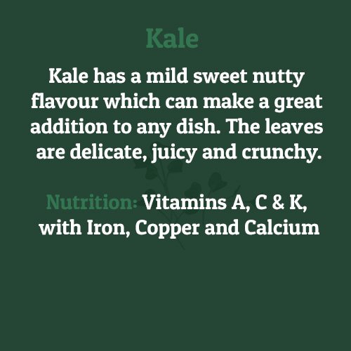 Kale – on