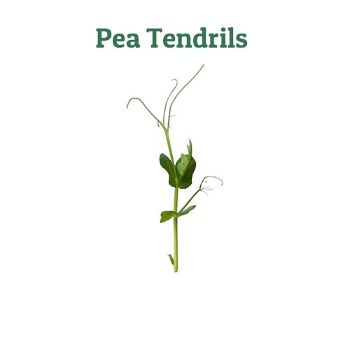 Pea Tendrils – off