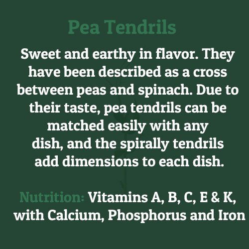 Pea Tendrils – on