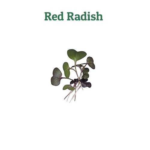 Red Radish – off