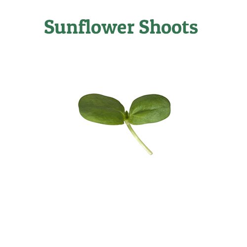 Sunflower Shoots – off