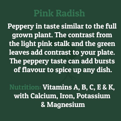 pink radish – on