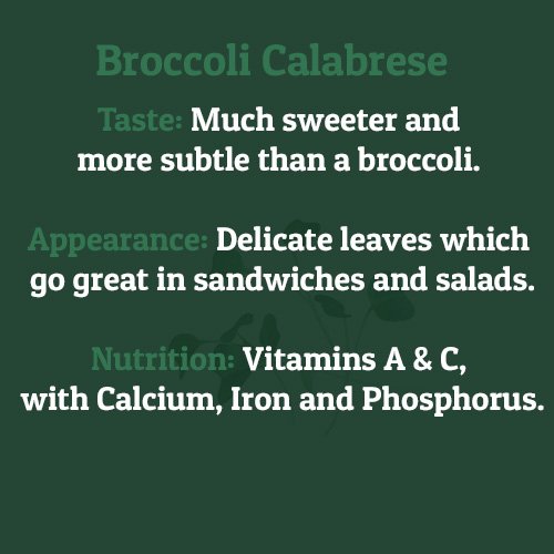 Broccoli Calabrese – on