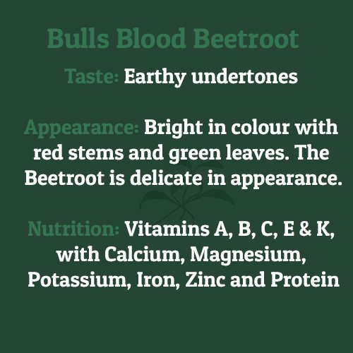 Bulls Blood Beetroot – on