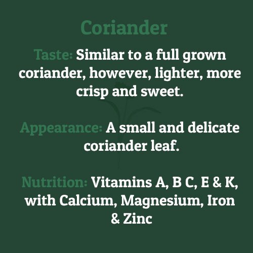 Coriander – on
