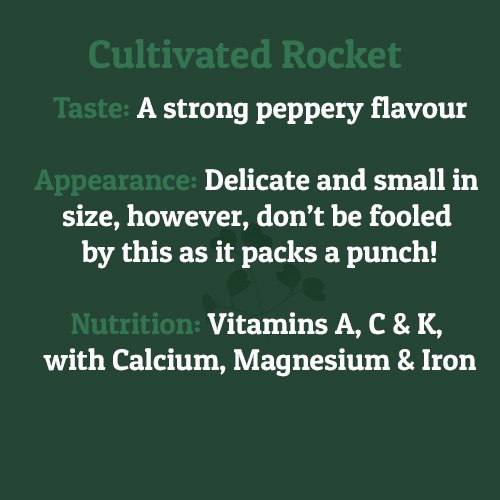 Cultivated Rocket – on