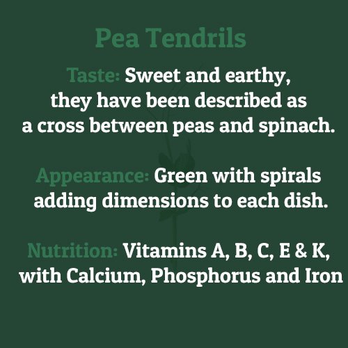 Pea Tendrils – on