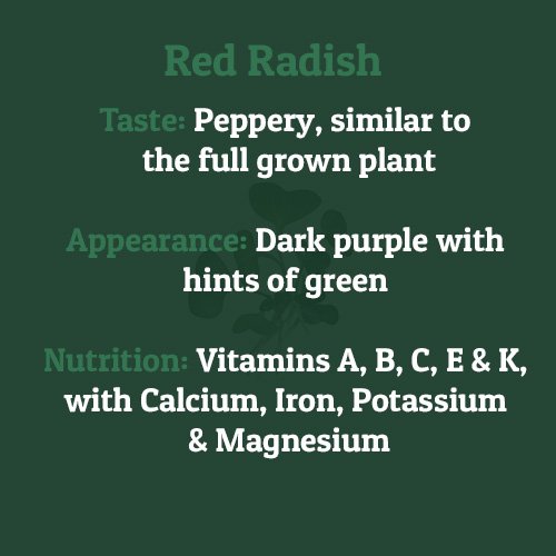 Red Radish – on