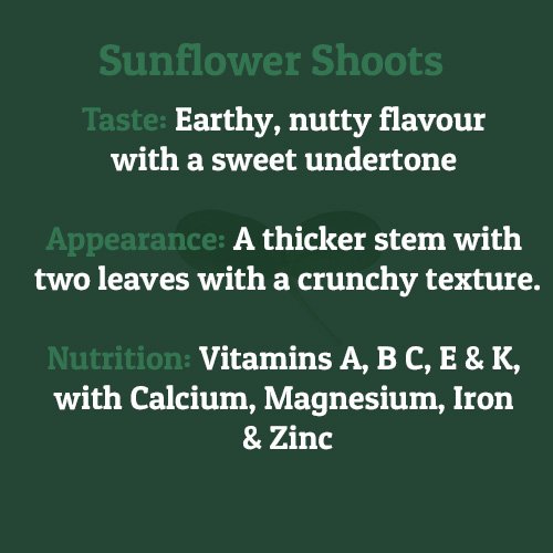 Sunflower Shoots – on