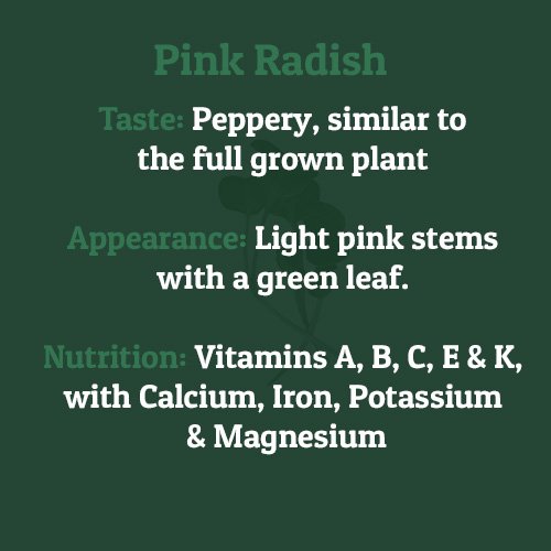 pink radish – on