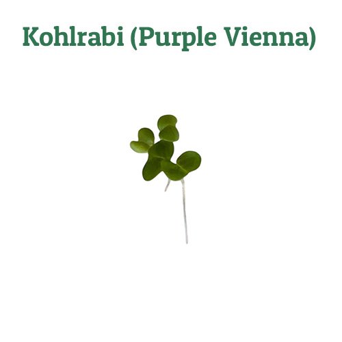 Kohlrabi (Purple Vienna)