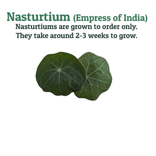 Nasturtium