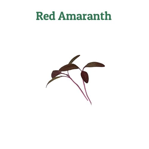 red amaranth